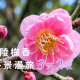 武陵梅香3天2夜