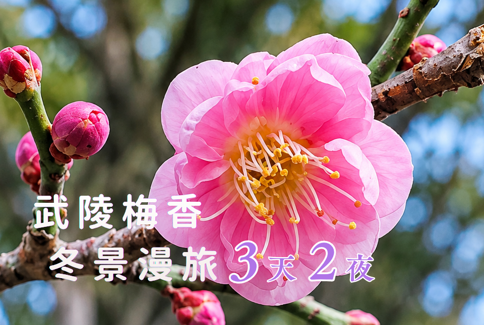 武陵梅香3天2夜
